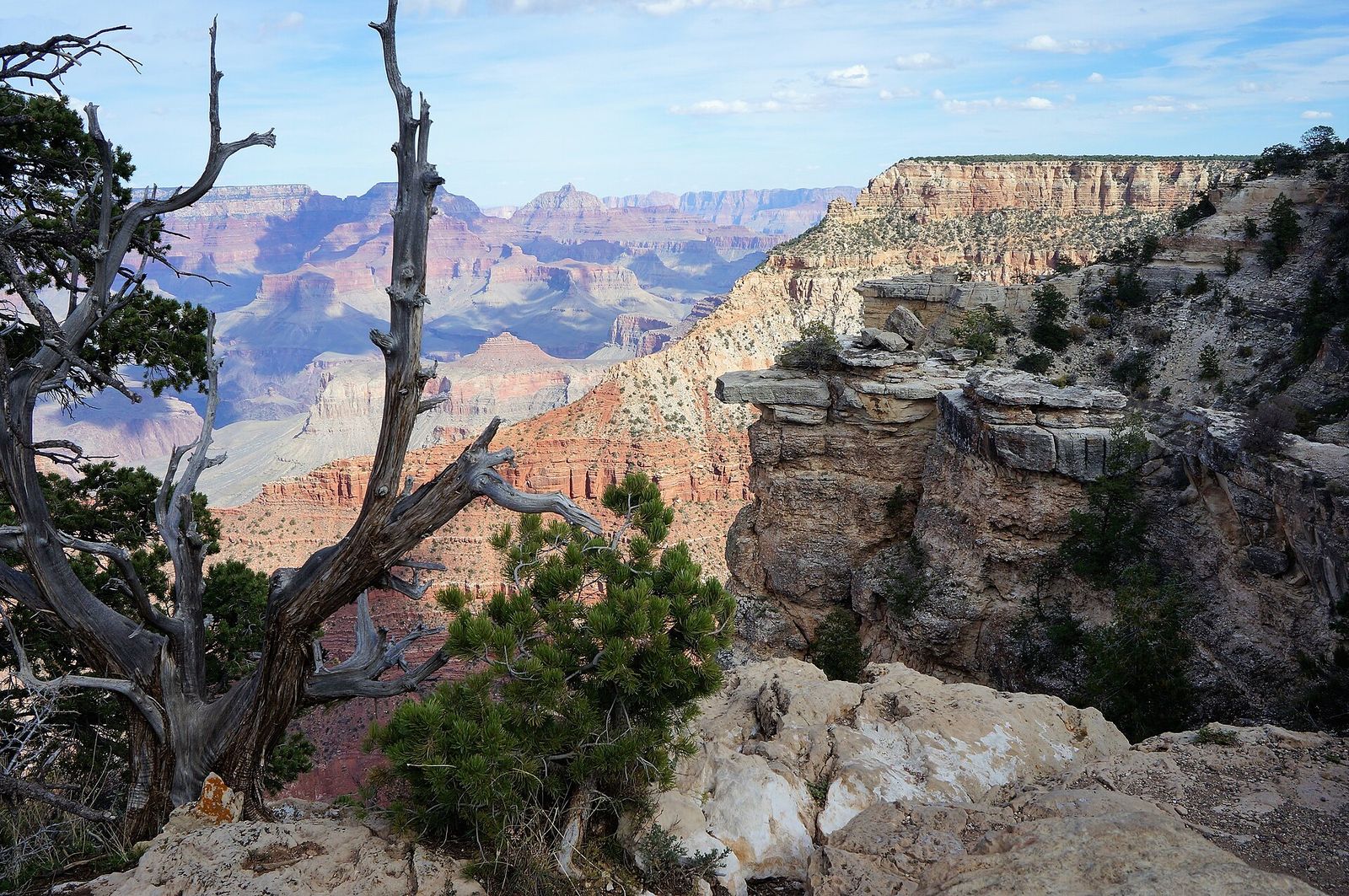 South Rim Overlook with Juniper Tree Framing Canyon A gnarled juniper tree frames a sweeping panoramic view of Grand Canyon's layered red rock formations.