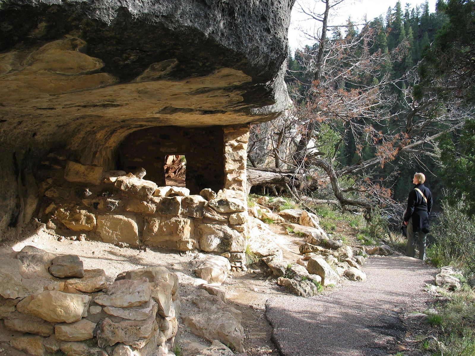 A hiker gazes up at ancient cliff dwelling ruins tucked beneath a limestone overhang at Walnut Canyon, Arizona.