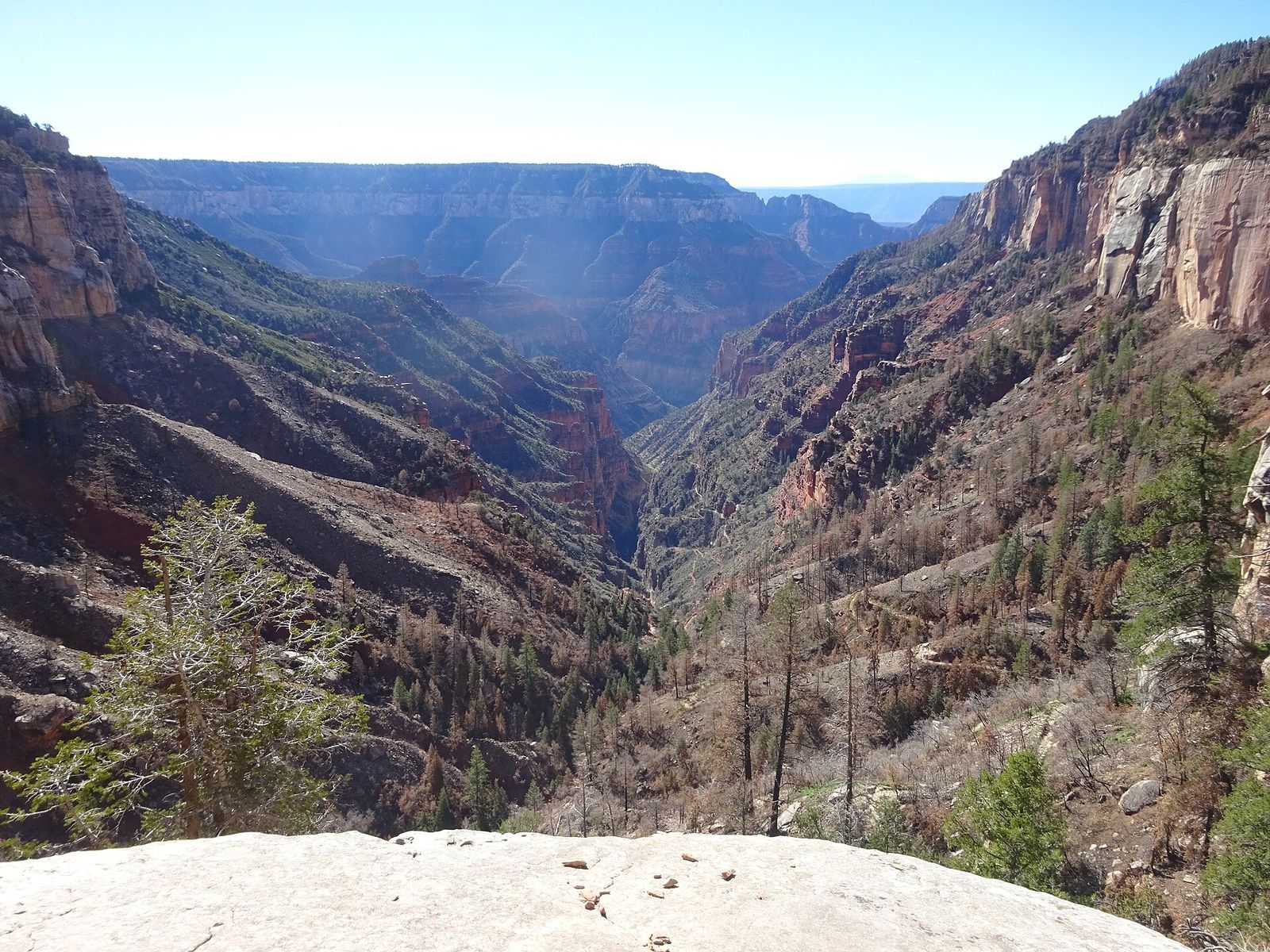 A sweeping view into the Grand Canyon from Coconino Overlook on the North Kaibab Trail, surrounded by pine forest.