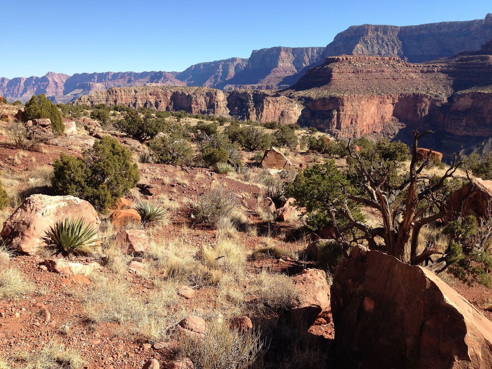 A sun-drenched inner canyon landscape near Horseshoe Mesa with red rocks, yucca, and layered canyon walls beyond.