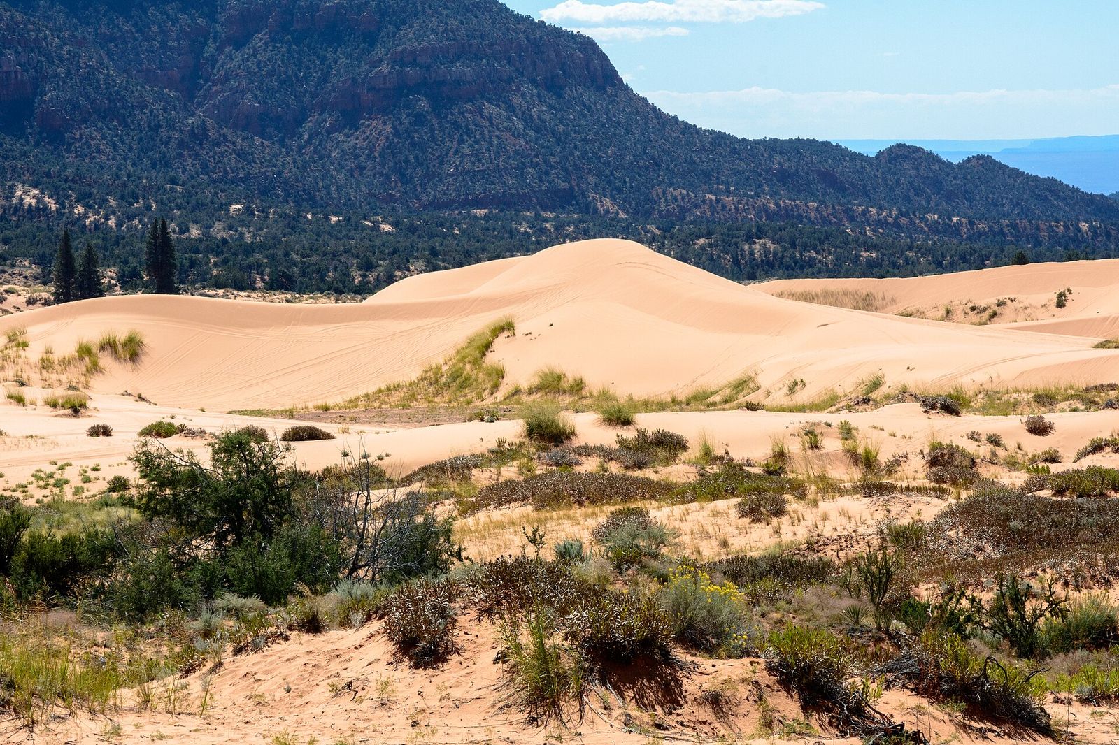 Sweeping coral pink sand dunes rise against forested red rock mountains in southern Utah's desert landscape.