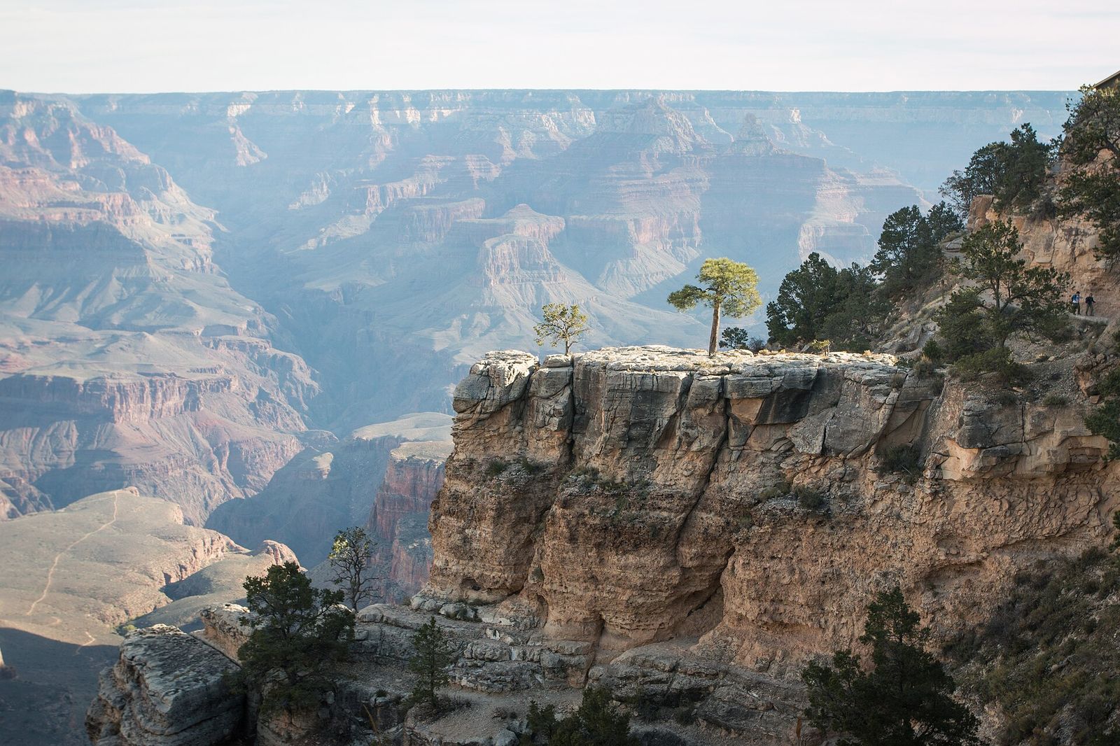 Lone Trees on South Rim Canyon Outcrop Two small trees cling to a sandstone outcrop above the vast layered walls of Grand Canyon's South Rim.