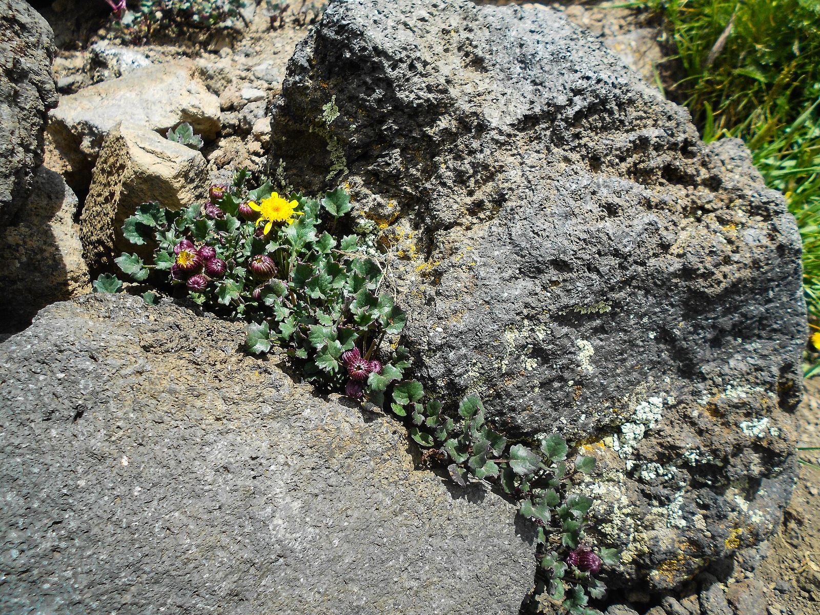 Alpine Wildflowers on Humphreys Trail A yellow wildflower and purple buds grow from a crack between volcanic rocks on Humphreys Trail, Arizona.