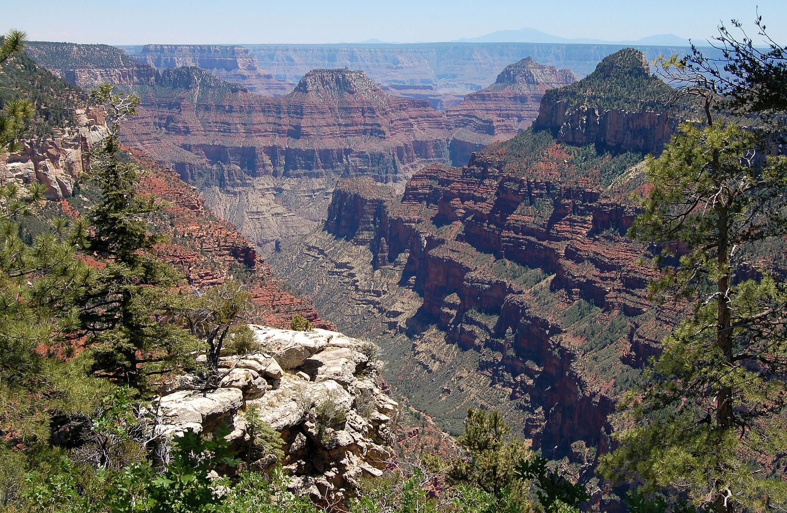 Transept Canyon View from Widforss Trail, North Rim A sweeping Grand Canyon North Rim view from Widforss Trail, framed by ponderosa pines and a rocky limestone outcrop.