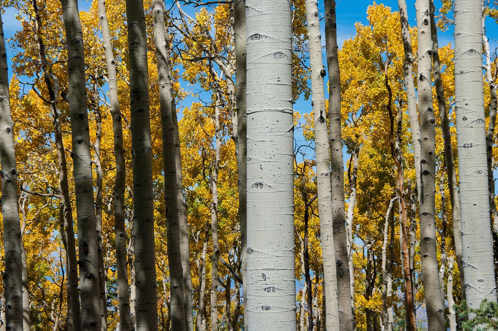 A dense grove of white-barked aspen trees displaying brilliant golden fall foliage against a bright blue Arizona sky.