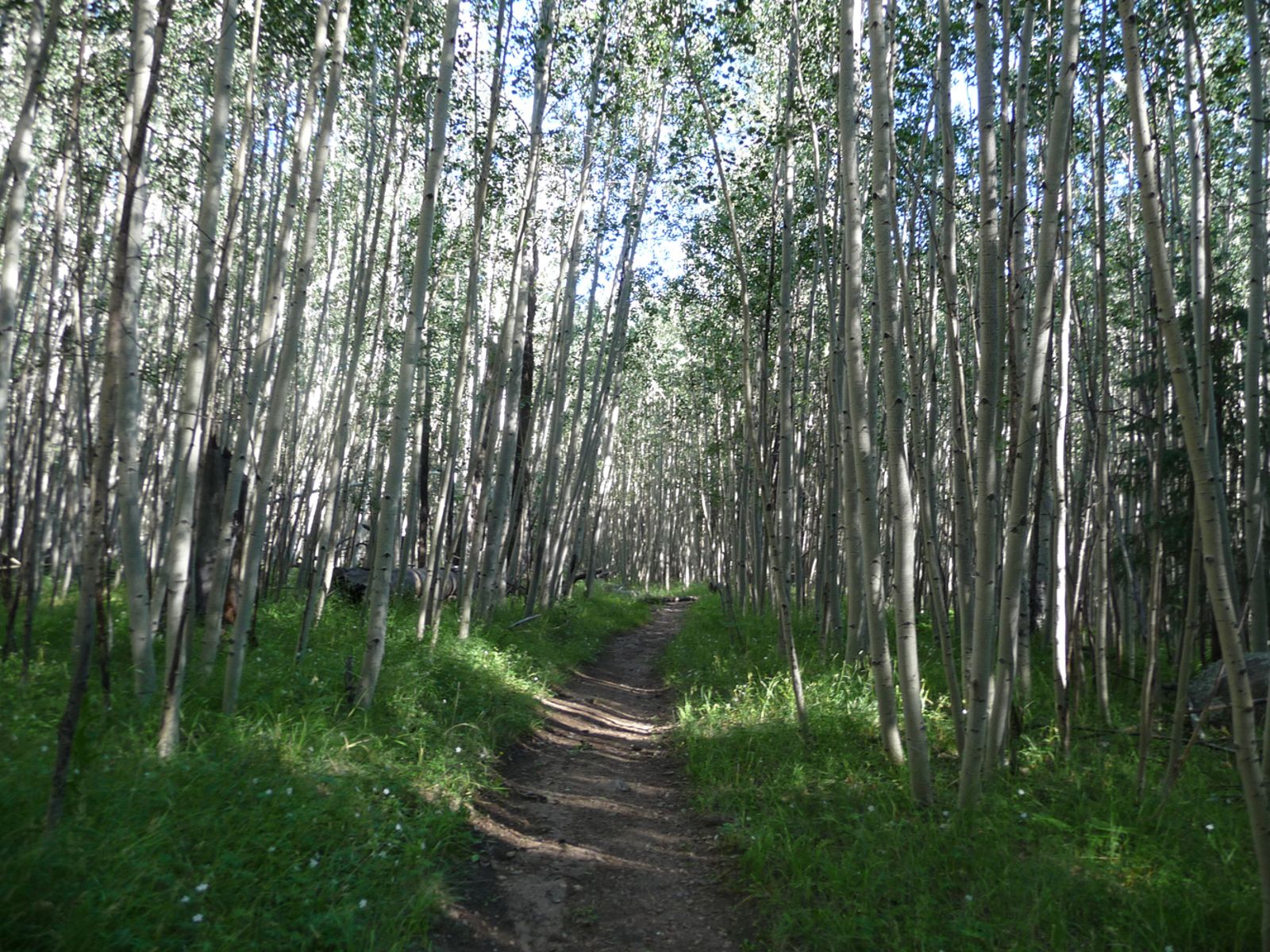 Aspen Forest Trail Near Humphreys Peak Arizona A narrow dirt hiking trail winds through a dense aspen forest near Humphreys Peak in northern Arizona.