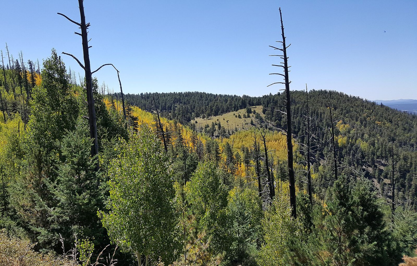 Golden autumn aspens and ponderosa pines cover the forested slopes of Mount Elden near Flagstaff, Arizona.