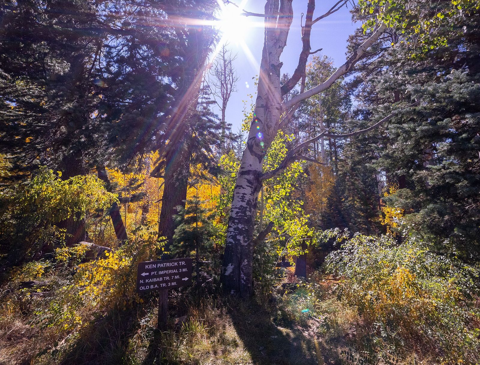 Ken Patrick Trail junction sign surrounded by golden autumn aspens in North Rim's Kaibab forest.