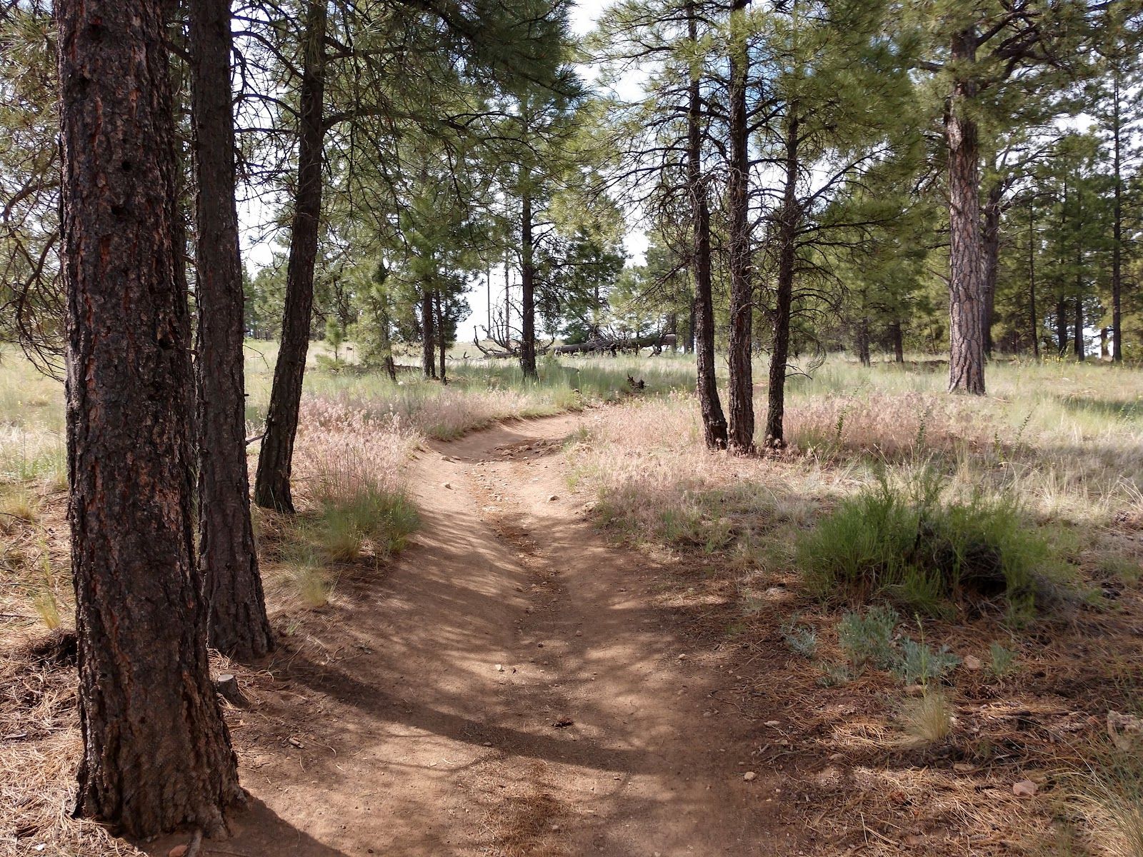 Campbell Mesa Loop Trails