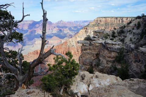 A gnarled juniper tree frames a sweeping panoramic view of Grand Canyon's layered red rock formations.