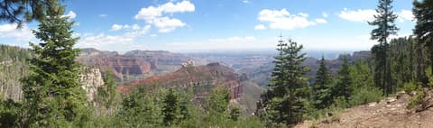 Panoramic view of Grand Canyon's layered red rock formations framed by North Rim ponderosa pine trees.