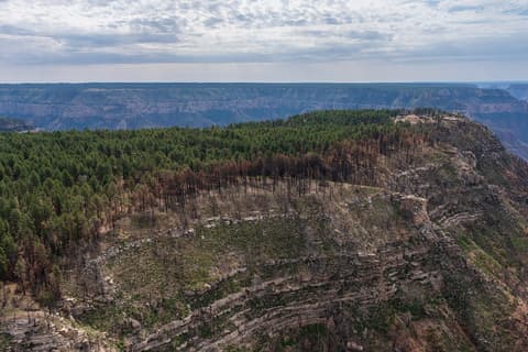 Aerial view of Transept Canyon on the North Rim showing pine forest, fire-scarred trees, and layered canyon walls.