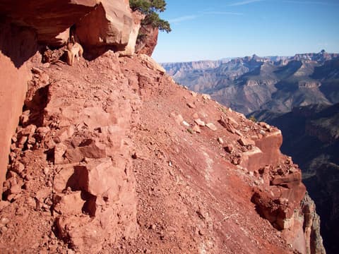 A bighorn sheep navigates the dangerously steep red rock cliffs of the Nankoweap Trail in Grand Canyon National Park.