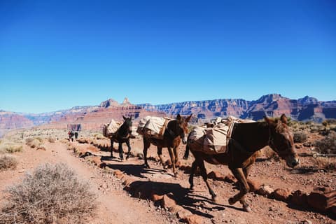 A mule train carrying supplies along the Bright Angel Trail in Grand Canyon National Park.