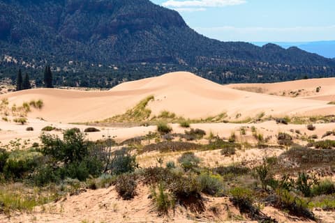 Sweeping coral pink sand dunes rise against forested red rock mountains in southern Utah's desert landscape.