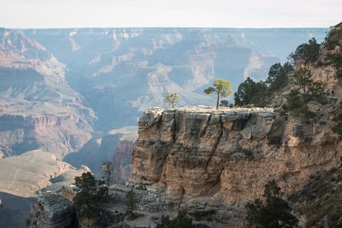Two small trees cling to a sandstone outcrop above the vast layered walls of Grand Canyon's South Rim.