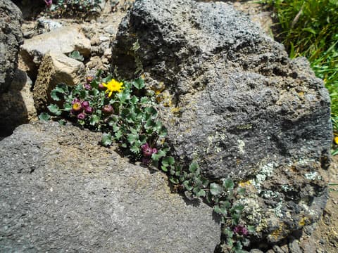 A yellow wildflower and purple buds grow from a crack between volcanic rocks on Humphreys Trail, Arizona.