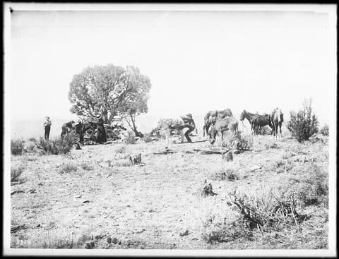 A historic black-and-white photo of a mule pack train breaking camp on the North Rim's Point Sublime.