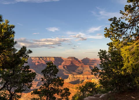 Warm golden sunset light illuminates layered red rock buttes at Grand Canyon's South Rim framed by pinyon pines.