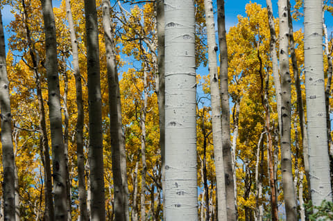 A dense grove of white-barked aspen trees displaying brilliant golden fall foliage against a bright blue Arizona sky.