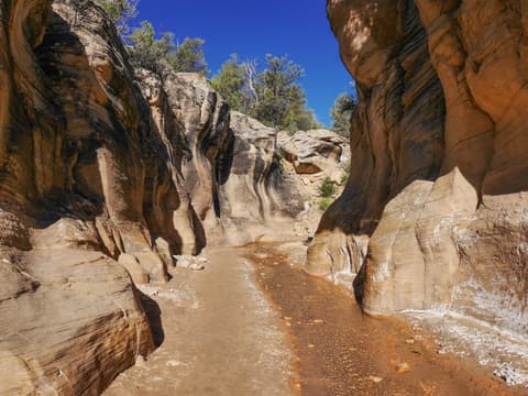 A shallow stream winds through the narrow sandstone walls of Willis Creek Slot Canyon under a vivid blue sky.