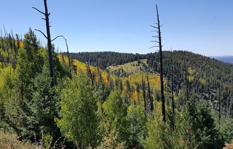 Golden autumn aspens and ponderosa pines cover the forested slopes of Mount Elden near Flagstaff, Arizona.
