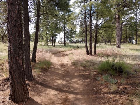 Campbell Mesa Loop Trails